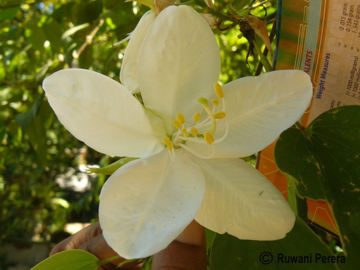 Bauhinia acuminata L.